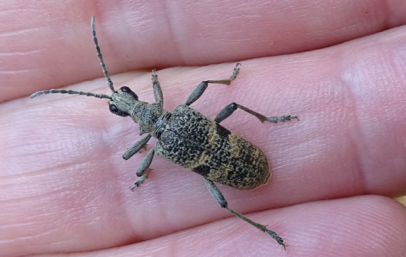 Rhagium (Megarhagium) mordax - Cerambycidae